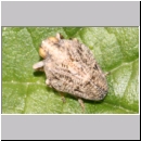 Issus coleoptratus - Kaeferzikade 01a Deister.jpg